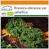 Foto SAFLAX - Ecológico - Col rizada - Invierno Westland - 70 semillas - Brassica oleracea, mejor precio 3,95 €, éxito de ventas 2024
