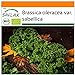 SAFLAX - Ecológico - Col rizada - Invierno Westland - 70 semillas - Brassica oleracea nuevo 2024