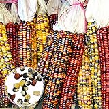 Foto Granos végétales1 Sac Oreille de maïs Non-OGM Fresh Colorful Glass Gem Corn Seed for Botanist - Mixed Color Corn Seeds, mejor precio 0,01 €, éxito de ventas 2024