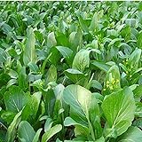 Photo 1000Pcs Choy Sum Yu Choy Chinese Flowering Cabbage Seeds, best price $7.99, bestseller 2024