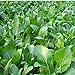 1000Pcs Choy Sum Yu Choy Chinese Flowering Cabbage Seeds new 2024