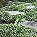 Outsidepride Irish Moss Ground Cover Plant Seed - 10000 Seeds new 2024