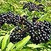 American Elderberry Seeds - 50 Seeds to Plant - Sambucus - Non-GMO Seeds, Grown and Shipped from Iowa. Made in USA new 2024