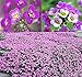BIG PACK - (60,000+) Alyssum Royal Carpet Seeds - Fragrant Lobularia maritima - Attracts Honey Bees, Butterfly - Ground Cover for Zones 3+ Flower Seeds By MySeeds.Co (Big Pack - Alyssum Royal Carpet) new 2024
