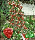Foto BALDUR Garten Kletter-Erdbeere 'Hummi®', 3 Pflanzen Fragaria Erdbeerbäumchen schnellwachsende Klettererdbeeren, selbstfruchtend, bester Preis 11,95 €, Bestseller 2024