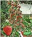 BALDUR Garten Kletter-Erdbeere 'Hummi®', 3 Pflanzen Fragaria Erdbeerbäumchen schnellwachsende Klettererdbeeren, selbstfruchtend neu 2024