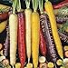 Oce180anYLVUK Karottensamen, 500 Stück Beutel GVO-freie Karottensamen, Gefüllt Mit Kohlenhydraten Bunte, Knusprige, Fantastische Erbstücksamen Für Den Garten Karottensamen neu 2024