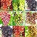 SAVIORD 100pcs Mixed Sweet Seedless Grape Fruit Seeds new 2024
