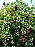 Photo BlackBerry Triple Crown Plants-Garden- Fruit-Thorn-Less-Live Plant-6pk by Grower's Solution, best price $49.95 ($8.32 / Count), bestseller 2024