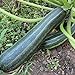 Coucourzelle Zucchini Samen für ca. 10 Pflanzen - gestreifte Früchte, ertragreich neu 2023