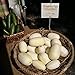 Dragon Eggs Seeds for Planting - 20 Seeds - White Cucumber Seeds - Ships from Iowa, USA new 2024