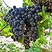 50+ Fresh Delicious Black Grape Round Variety Seeds new 2024