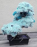 Photo 10 PCS ciel rare graines de sakura bleu bonsaï fleurs graines d'arbres de fleur plantes Bonsai Cherry Blossoms graines de cerisier pour la maison et le jardin, meilleur prix 3,95 €, best-seller 2024