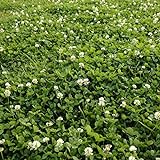 Photo Outsidepride White Dutch Clover Seed: Nitro-Coated, Inoculated - 5 LBS, best price $34.99, bestseller 2024