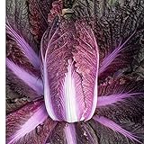 Photo David's Garden Seeds Cabbage Merlot 9797 (Red) 50 Non-GMO, Hybrid Seeds, best price $4.45, bestseller 2024