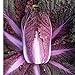 David's Garden Seeds Cabbage Merlot 9797 (Red) 50 Non-GMO, Hybrid Seeds new 2024