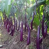 Photo Long Purple Eggplant Seed for Planting | 150+ Seeds | Non-GMO Exotic Heirloom Vegetables | Great Gardening Gift, best price $7.98, bestseller 2024