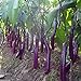 Long Purple Eggplant Seed for Planting | 150+ Seeds | Non-GMO Exotic Heirloom Vegetables | Great Gardening Gift new 2024