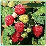Photo Fruit Plant Seeds 200+ Raspberry Seeds Bare Root Plants - All Season Collection, best price $7.99, bestseller 2024