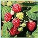 Fruit Plant Seeds 200+ Raspberry Seeds Bare Root Plants - All Season Collection new 2024
