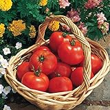 Photo Burpee 'Early Girl' Hybrid | Red Slicing Tomato | Rich Flavor & Aroma | 125 Seeds, best price $10.46, bestseller 2024