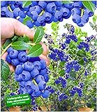 Foto BALDUR Garten Trauben-Heidelbeere 'Reka® Blue', 1 Pflanze, Blaubeeren Heidelbeeren Pflanze, Vaccinium corymbosum reichtragend, bester Preis 9,95 €, Bestseller 2024