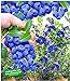 BALDUR Garten Trauben-Heidelbeere 'Reka® Blue', 1 Pflanze, Blaubeeren Heidelbeeren Pflanze, Vaccinium corymbosum reichtragend neu 2024