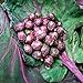 Mil-dirigido la nave libre de la púrpura de semillas de col coles de Bruselas col Mini semillas de plantas hortícolas - 40 semillas nuevo 2024