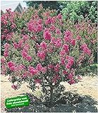 Foto BALDUR Garten Flieder des Südens, 1 Pflanze Lagerstroemia Indica Kreppmyrte winterhart, bester Preis 14,95 €, Bestseller 2024