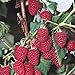 5 Heritage Everbearing Red Raspberry Plants (5 Lrg 2yr Bare Root Canes) Zone 3-8 new 2024