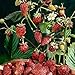 David's Garden Seeds Fruit Strawberry Mignonette 2210 (Red) 50 Non-GMO, Heirloom Seeds new 2024