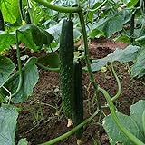 Photo 50Pcs High Yielding Cucumber Seeds for Planting Non-GMO Vegetable Seeds Garden Seed ,for Growing Seeds in The Garden or Home Vegetable Garden, best price $6.99, bestseller 2024