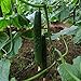 50Pcs High Yielding Cucumber Seeds for Planting Non-GMO Vegetable Seeds Garden Seed ,for Growing Seeds in The Garden or Home Vegetable Garden new 2024