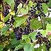 Wild Grape Vine Seeds (Vitis riparia) 10+ Michigan Wild Grape Seeds in FROZEN SEED CAPSULES for The Gardener & Rare Seeds Collector, Plant Seeds Now or Save Seeds for Years new 2024