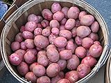 Photo Potato Seed - MOZART - Excellent Table Quality Potato - ORGANIC - 6 Tubers, best price $10.99, bestseller 2024