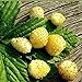 Seeds Alpine Strawberry Yellow Everbearing Indoor Berries Fruits for Planting Non GMO new 2024
