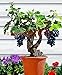 Traubenkerne 50 japanischen Dwarf Kyoho (Vitis labrusca) Deep Purple Tabelle Traubenkerne Bonsai Fruchtsamen für Hausgarten neu 2024