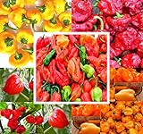 Photo BIG PACK - (500+ Seeds) Hot Pepper Combo I - Bhut Jolokia Ghost Pepper, Habanero Orange, Habanero Red, Jamaican Yellow, Jamaican Red Pepper Seeds- Non-GMO Seeds by MySeeds.Co (BIG PACK - Hot Pepper I), best price $19.95 ($0.04 / Count), bestseller 2024
