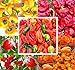BIG PACK - (500+ Seeds) Hot Pepper Combo I - Bhut Jolokia Ghost Pepper, Habanero Orange, Habanero Red, Jamaican Yellow, Jamaican Red Pepper Seeds- Non-GMO Seeds by MySeeds.Co (BIG PACK - Hot Pepper I) new 2024