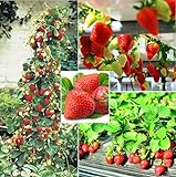 Photo 250+ Red Climbing Strawberry Seeds Everbearing Fruit Plant Home Garden Sweet and Delicious, best price $8.00 ($0.03 / Count), bestseller 2024