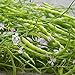 Rat's Tail Radish Seeds - Packet of 20 Seeds new 2024