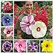 100+ Pcs Mixed Hibiscus Seeds Giant Flowers Perennial Flower - Ships from Iowa, USA new 2024