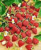 Photo Seeds4planting - Seeds Alpine Strawberry Red Baron Solemaher Everbearing Climbing Fruits Non GMO, best price $8.94, bestseller 2024