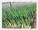 fistulosum 500pcs Allium, en macetas semillas de cebolla china, cebolla de verdeo Semillas -Cuatro Vegetable Seeds temporada de siembra para jardín nuevo 2024