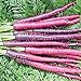 David's Garden Seeds Carrot Cosmic Purple 1199 (Purple) 200 Non-GMO, Heirloom Seeds new 2023