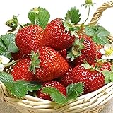 Foto AUTFIT 100pcs Große Erdbeere Same Kletter-Erdbeere Samen Erdbeer-Samen Garten Erdbeer-Bio-Samen Erdbeeren im Garten, bester Preis 2,99 €, Bestseller 2024
