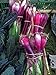 Zwiebel 'Lange Rote von Florenz' (Allium cepa) 500 Samen Zipolle Lauchzwiebel neu 2023