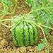 50 stücke seltene quadratische wassermelonsamen, köstliche obst hausgarten pflanze dekor zum pflanzengarten garten im freien 1. Einheitsgröße neu 2023