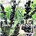 Semillas de plantas ornamentales Plinia cauliflora Semillas 100 piezas de fruta familia Myrtaceae Jabuticaba Novel planta brasileña semillas de árboles de uva nuevo 2024
