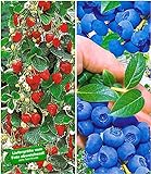 Foto BALDUR Garten Beeren-Kollektion, 4 Pflanzen Klettererdbeere und Heidelbeere Reka, bester Preis 20,85 €, Bestseller 2024